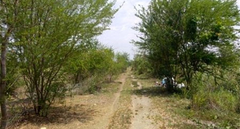 For sale land in Bang Pla Ma, Suphan Buri
