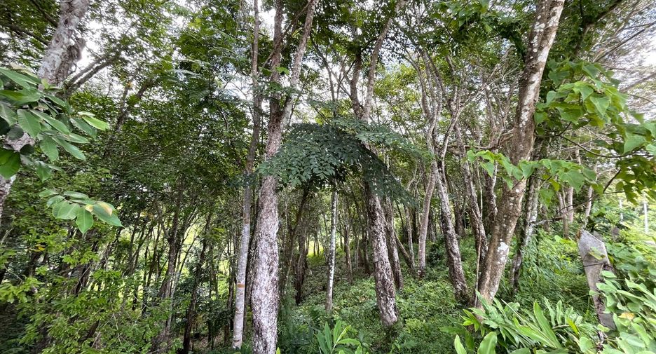 For sale land in Thalang, Phuket
