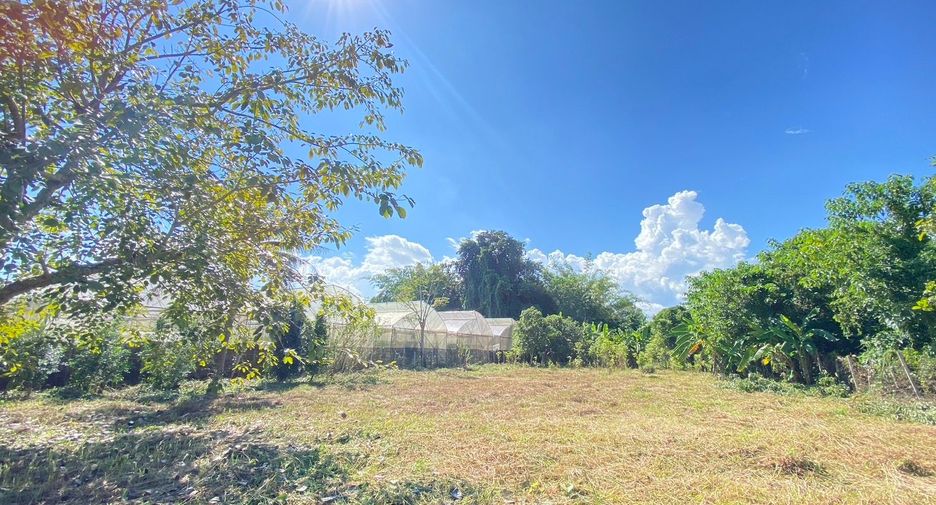 For sale land in San Sai, Chiang Mai