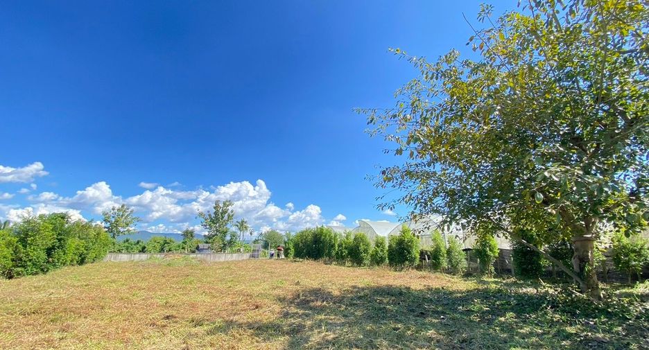 For sale land in San Sai, Chiang Mai
