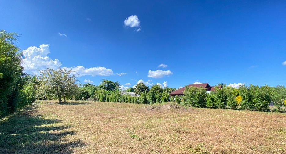 For sale land in San Sai, Chiang Mai