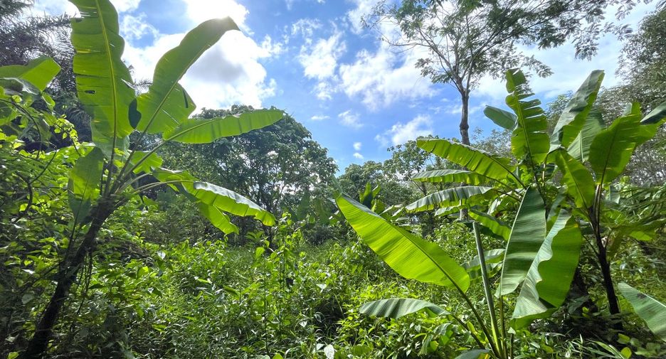 For sale land in Thai Mueang, Phang Nga