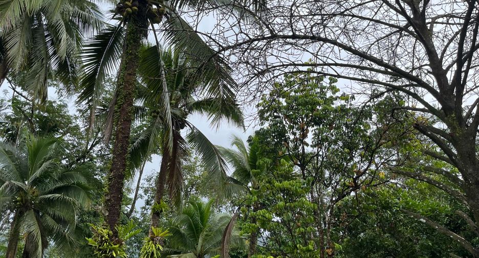 Terreno en venta en Thai Mueang, Phang Nga