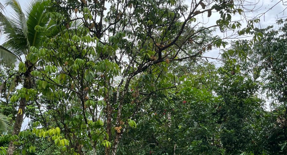 Terreno en venta en Thai Mueang, Phang Nga
