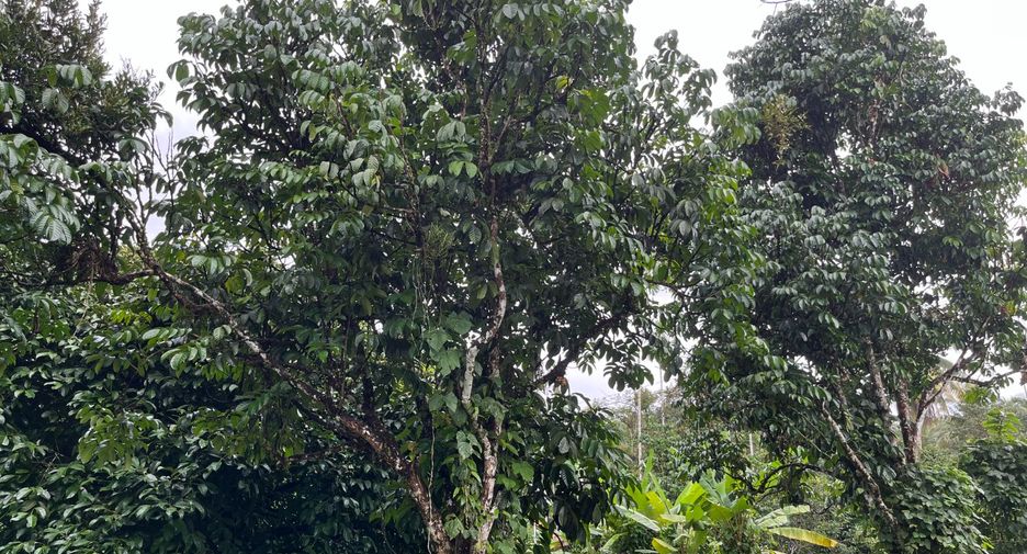 Terreno en venta en Thai Mueang, Phang Nga