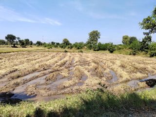 For sale land in Non Sung, Nakhon Ratchasima