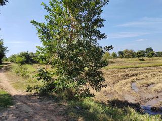 For sale land in Non Sung, Nakhon Ratchasima