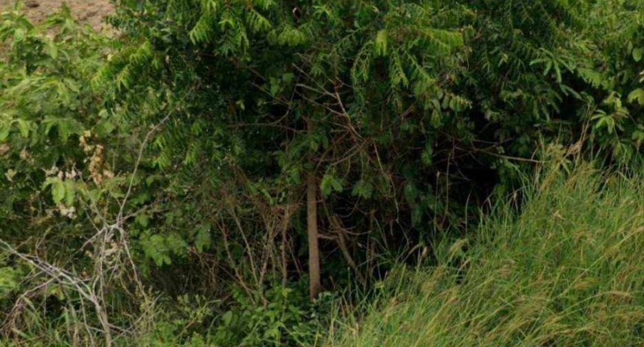 For sale land in Non Sung, Nakhon Ratchasima