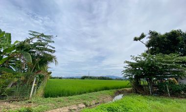 ขาย ที่ดิน ใน แม่ริม, เชียงใหม่