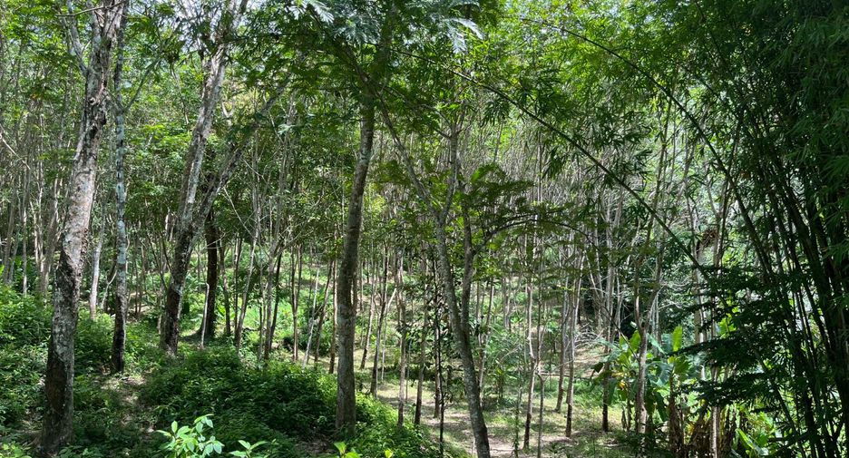 For sale land in Thalang, Phuket