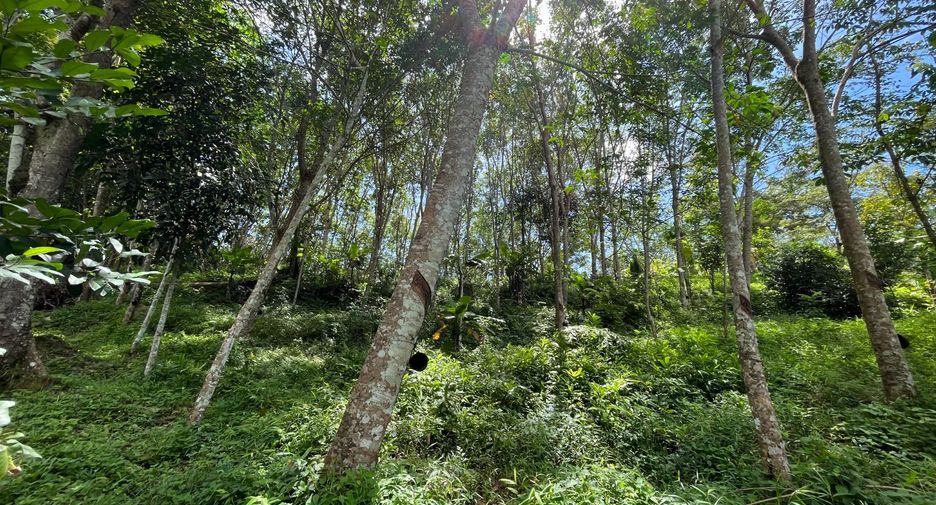 For sale land in Thalang, Phuket