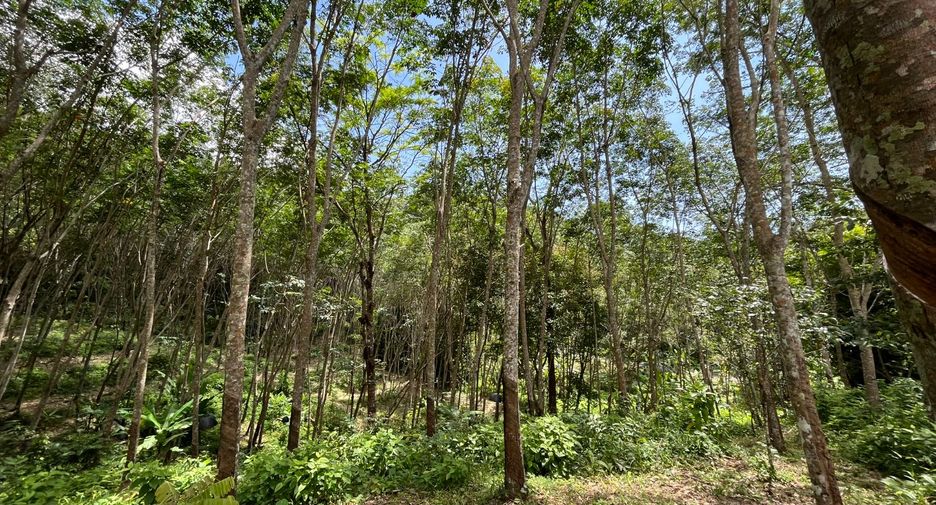 For sale land in Thalang, Phuket