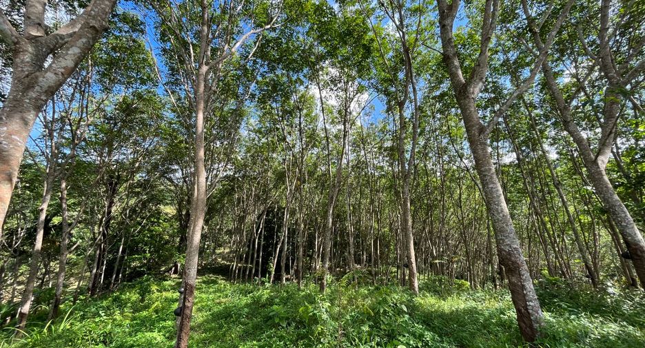 For sale land in Thalang, Phuket