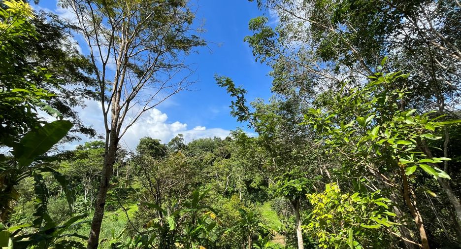 For sale land in Thalang, Phuket