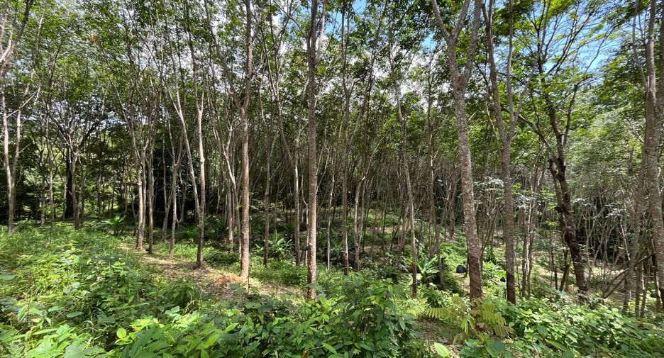 For sale land in Thalang, Phuket