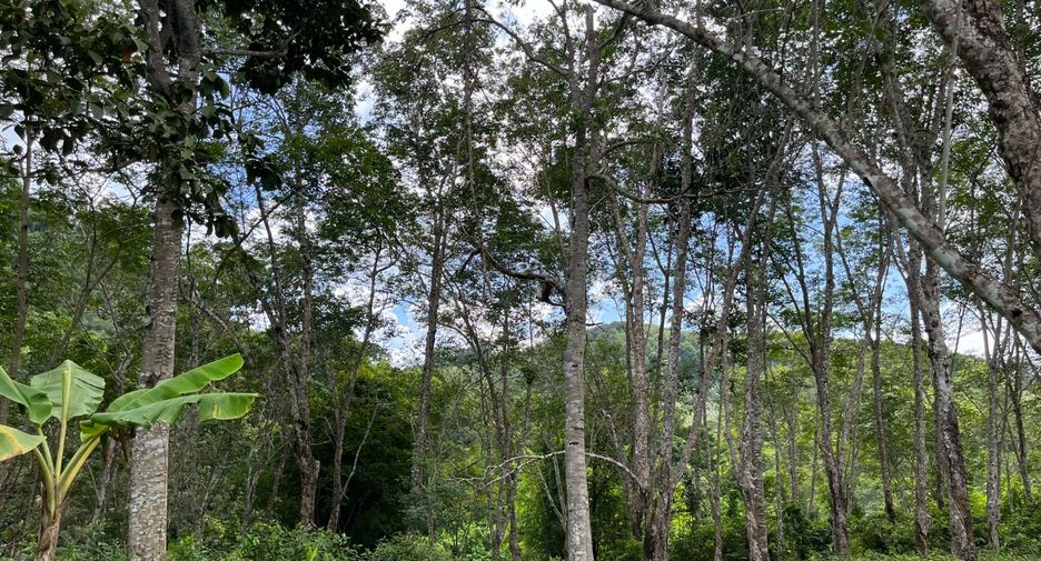 For sale land in Thalang, Phuket
