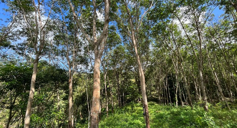 For sale land in Thalang, Phuket
