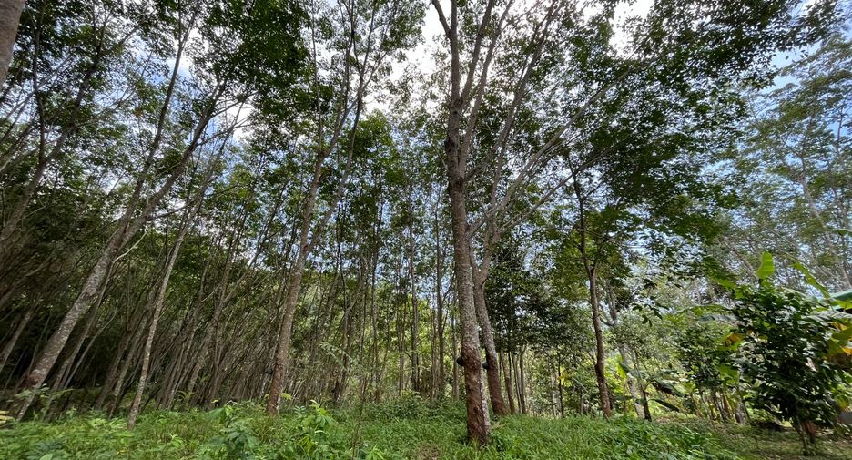 For sale land in Thalang, Phuket