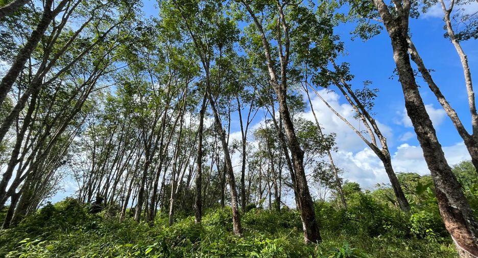 For sale land in Thalang, Phuket