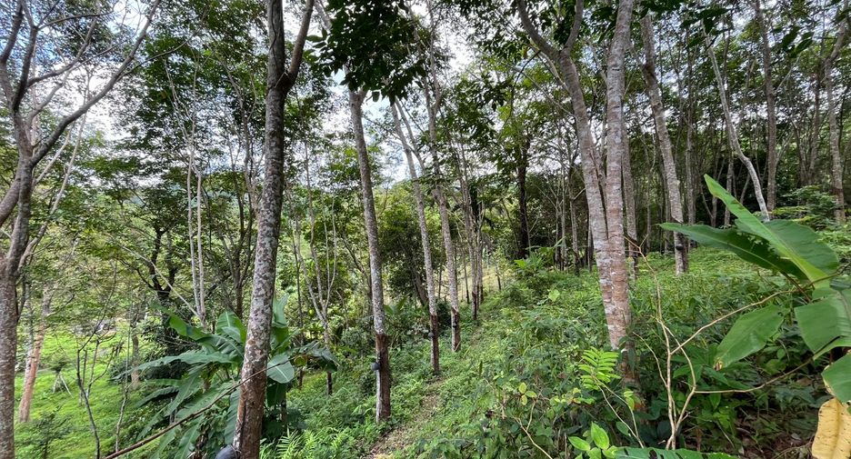 For sale land in Thalang, Phuket