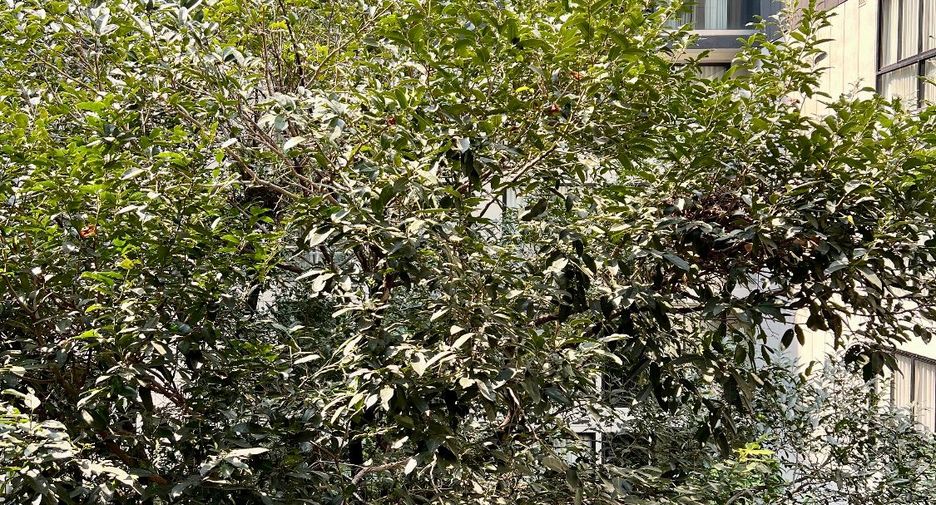 Продажа 1 кровать кондо в Кхлонг Тоеи, Бангкок