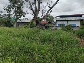 For sale land in Dan Khun Thot, Nakhon Ratchasima