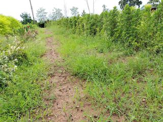 For sale land in Dan Khun Thot, Nakhon Ratchasima