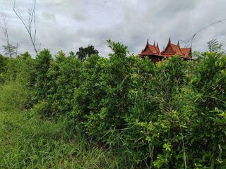 For sale land in Dan Khun Thot, Nakhon Ratchasima