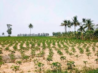 For sale land in Nong Yai, Chonburi
