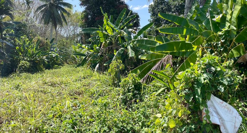 For sale land in Takua Thung, Phang Nga