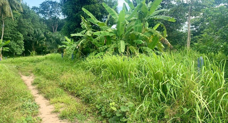 For sale land in Takua Thung, Phang Nga