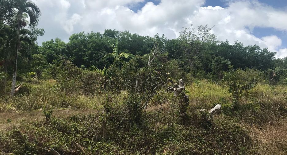 For rent and for sale land in Takua Thung, Phang Nga