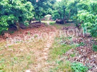 For sale land in Fang, Chiang Mai