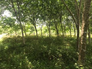 For rent and for sale land in Thai Mueang, Phang Nga