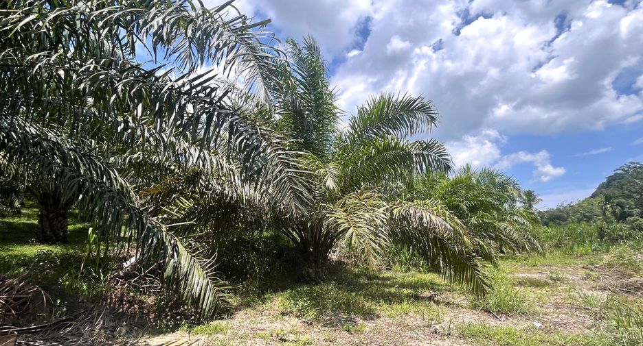 For sale land in Takua Pa, Phang Nga