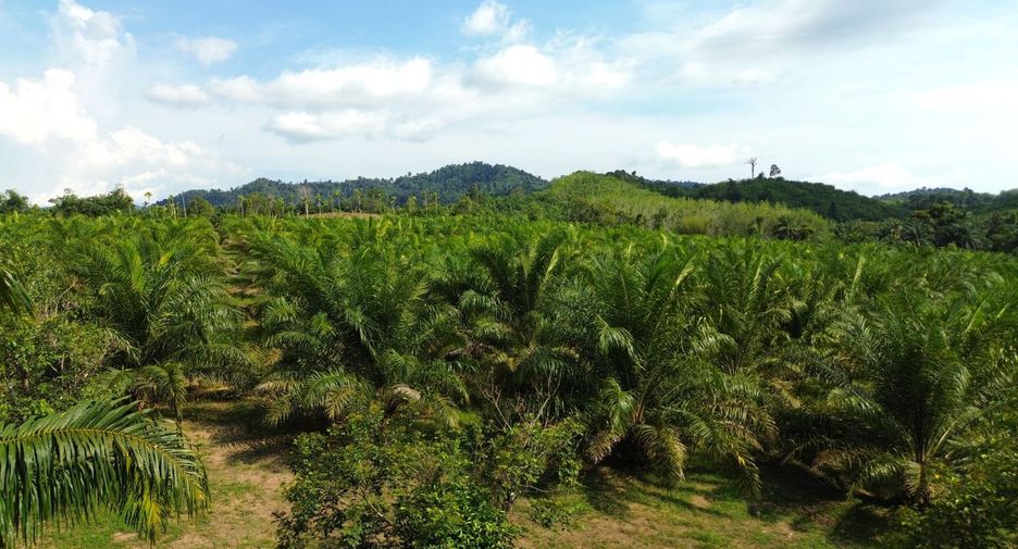 For sale land in Takua Pa, Phang Nga