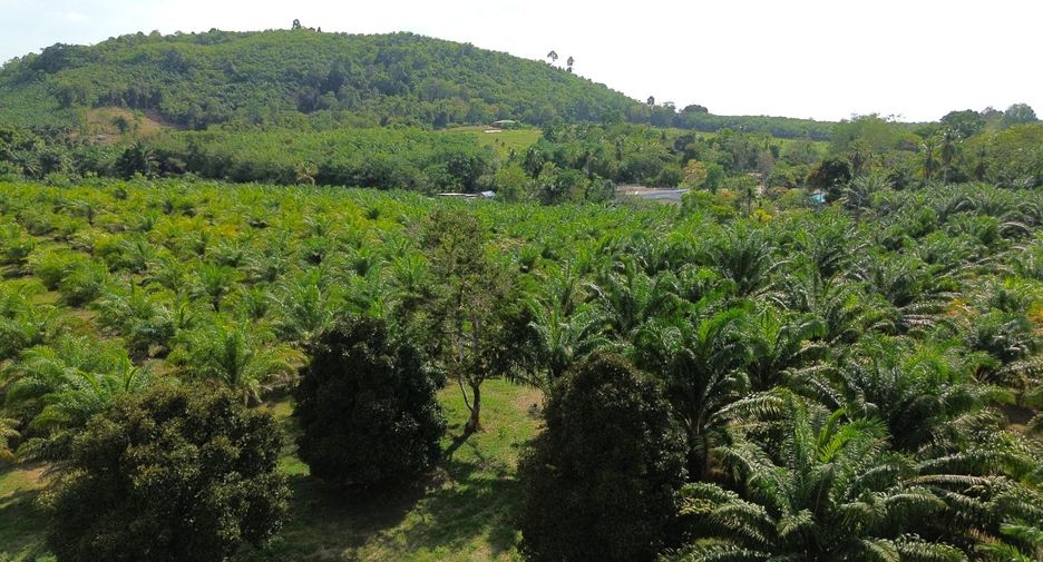 For sale land in Takua Pa, Phang Nga