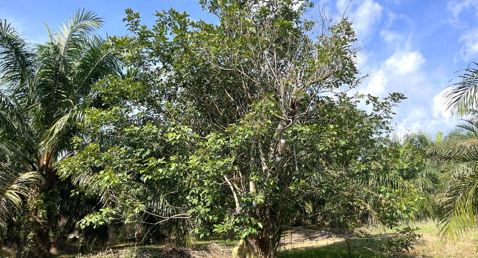 For sale land in Takua Pa, Phang Nga