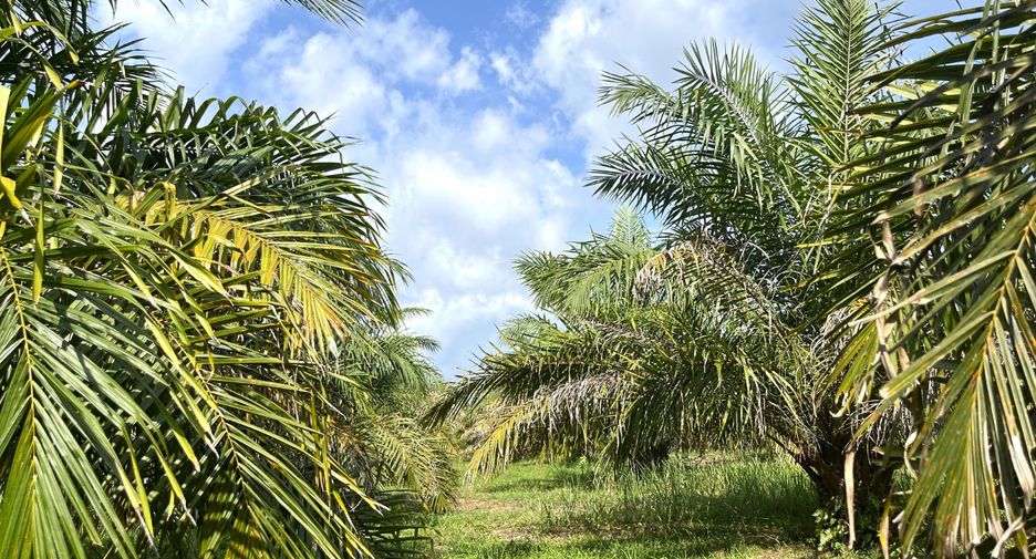 For sale land in Takua Pa, Phang Nga