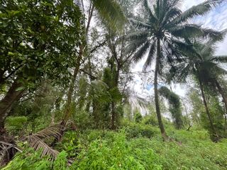 出售 土地 在 Takua Pa, Phangnga