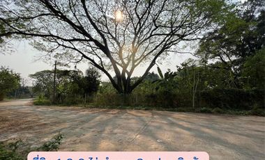ขาย ที่ดิน ใน แม่ริม, เชียงใหม่