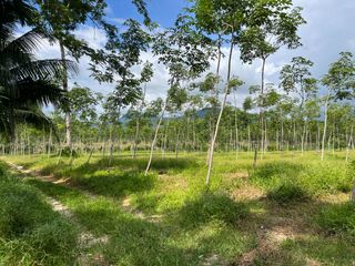 For sale land in Thai Mueang, Phang Nga