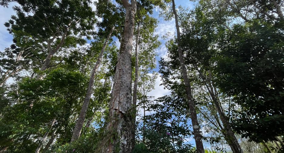 Grundstück zum Kauf in Thai Mueang, Phang Nga