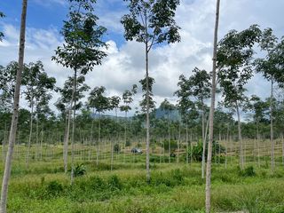 For sale land in Thai Mueang, Phang Nga