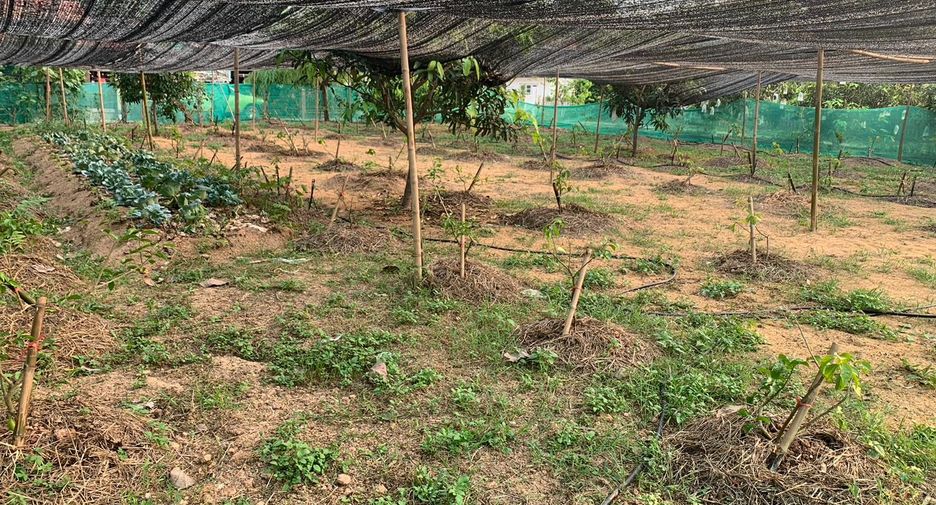 For sale land in Chiang Kham, Phayao