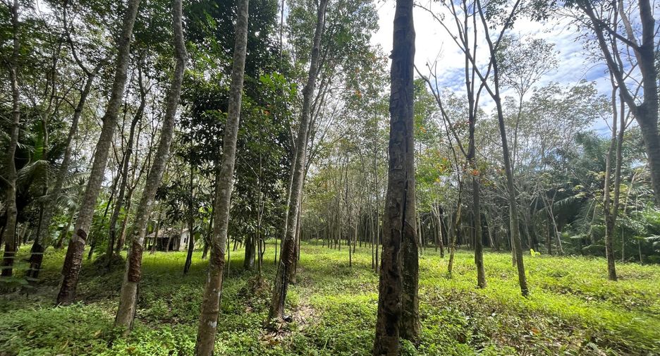 For sale land in Takua Thung, Phang Nga