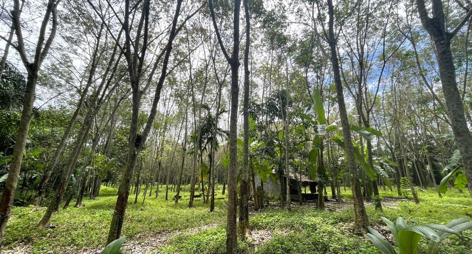For sale land in Takua Thung, Phang Nga