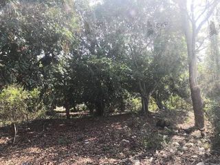 For sale land in Mae Chan, Chiang Rai