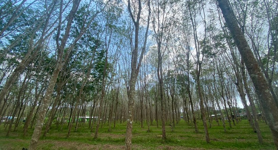 For sale land in Thalang, Phuket