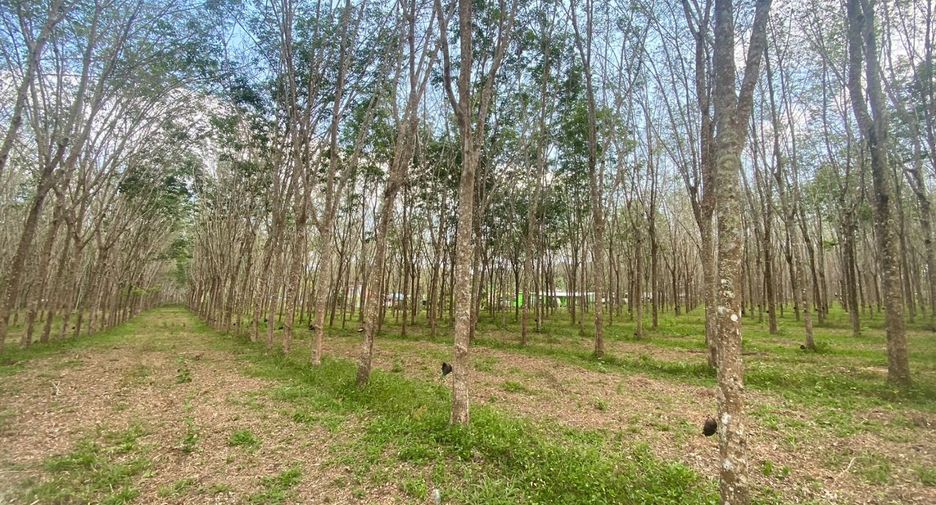 For sale land in Thalang, Phuket